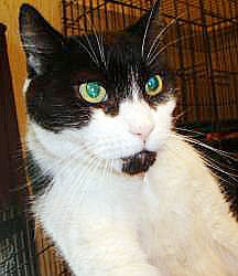 Chad weighs 18 pounds.