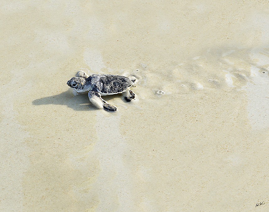 A loggerhead hatchling makes its way to the Atlantic Ocean, under the watchful eye of the Volusia/Flagler Turtle Patrol. An adult loggerhead sea turtle can grow to 84 inches long and 300 pounds and can live up to 67 years. PHOTO COURTESY OF ROCK MOLLICA