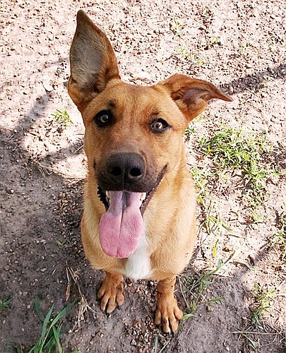Lady is a shepherd mix. COURTESY PHOTOS