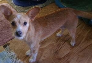 Lacey is a Chihuahua, border terrier mix.