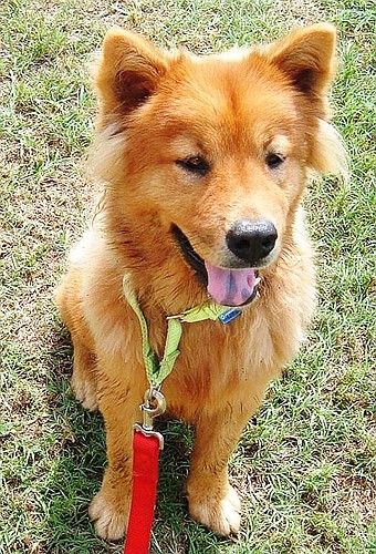 Justin is a chow mix. COURTESY PHOTOS