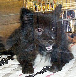 Raschal is a Pomeranian mix.