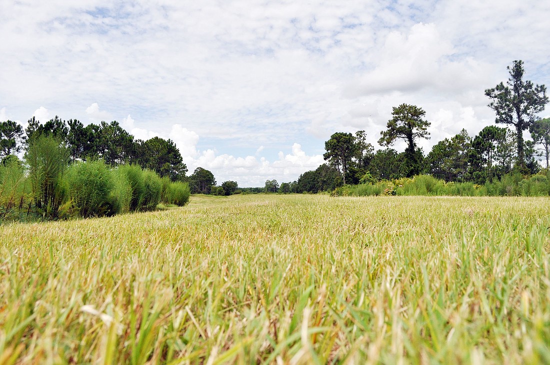 The plan is to restore the Matanzas Woods Golf Course in stages, beginning with the fairways. Next would be a driving range and potentially a new clubhouse.