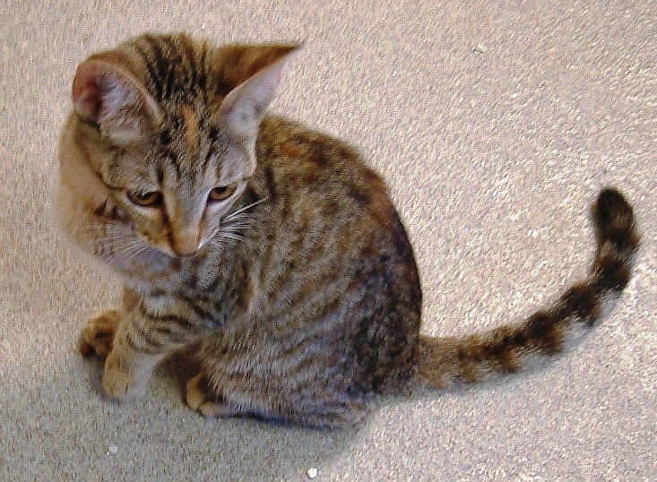 Lola is a 2-mount old tabby at Flagler Humane Society.
