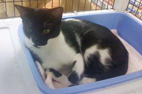 Roxie is an 8-month-old domestic short hair from Second Chance Rescue.