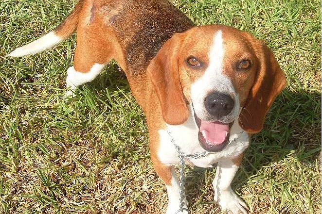 Luie is a 6-year-old beagle at the Flagler Humane Society.