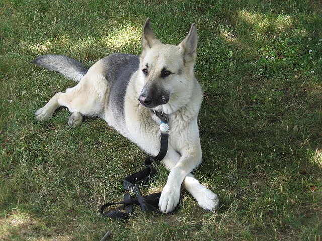 Leashed pets are allowed at the event.