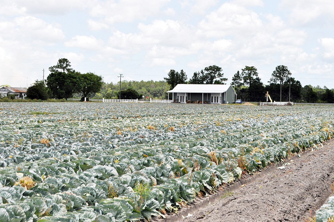 Agriculture accounts for more than 12% of the Flagler County economy.