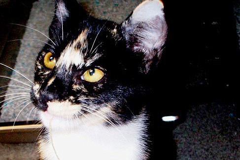 Sharlet is a 7-month-old calico at the Flagler Humane Society.