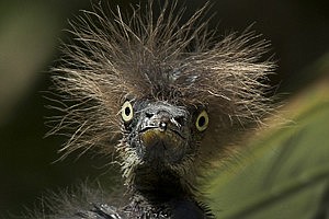 Photo by Rock Mollica