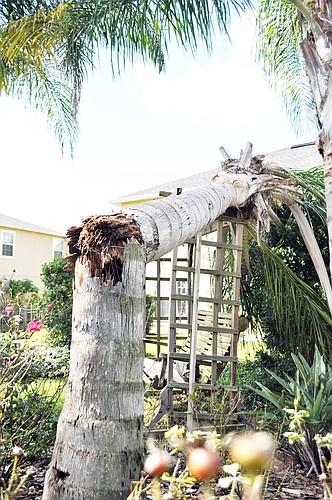 This queen palm snapped during the Sunday night storm. PHOTO BY SHANNA FORTIER