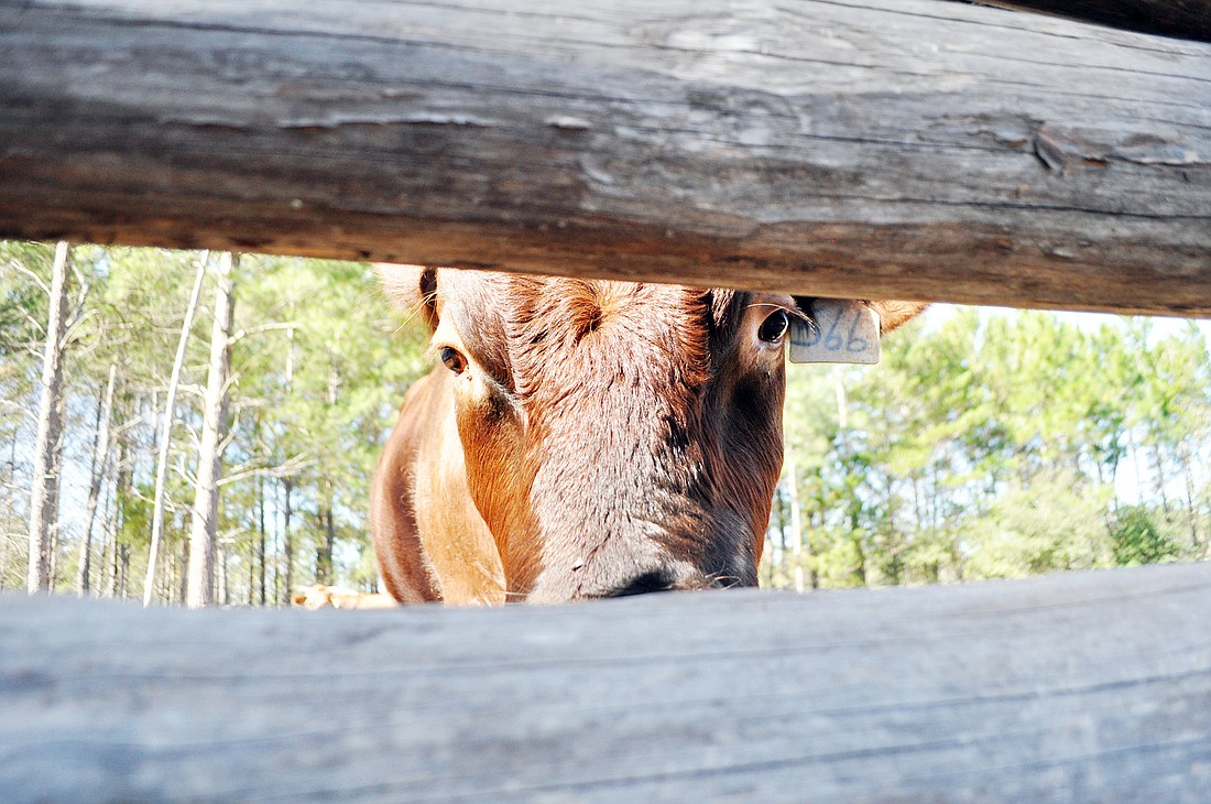 Livestock enjoyed the flow of folk music as well. PHOTOS BY SHANNA FORTIER