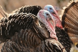 Per capita consumption of turkeys in the U.S. is 13.3 pounds annually.