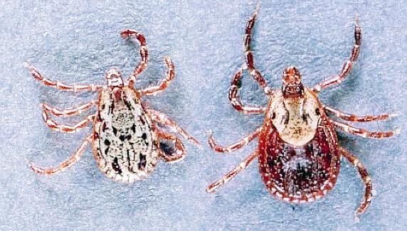 An adult American dog tick can live up to two years before finding a host.