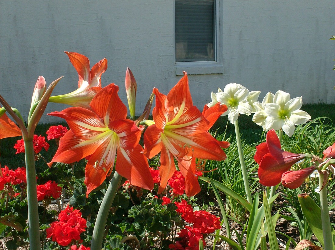 Even with cooler temperatures upon us, you can still add flowering plants to your winter garden.