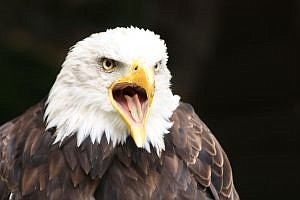 2 Ã¢â‚¬â€ newlywed bald eagles building a nest near a lift station in Grand Haven