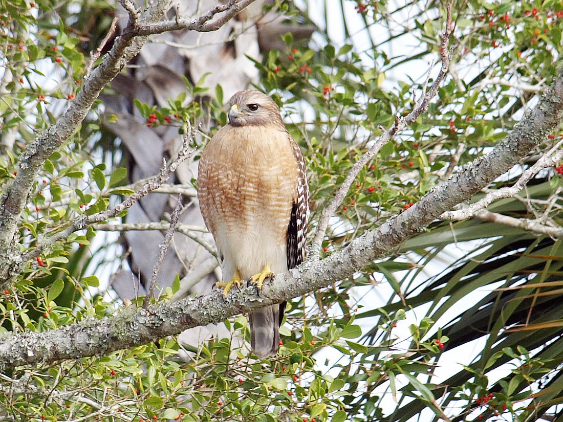 Steven Carr was visited by a  hawk Jan. 13, in his backyard, on Florida Park Drive. Submit your photos to shanna@palmcoastobserver.com. PHOTO COURTESY OF STEVEN CARR