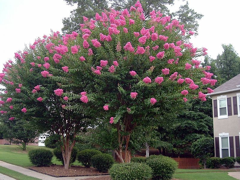 Crape myrtles can be trimmed now through April. Remove broken, dead and crossed limbs.
