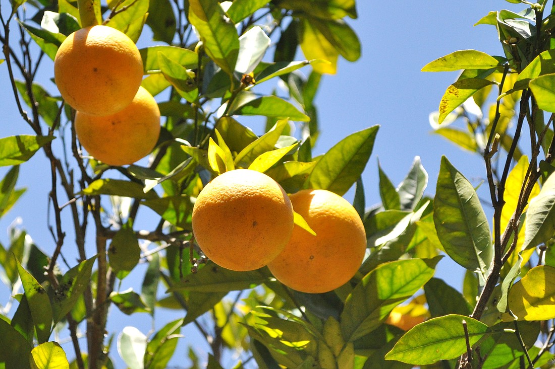 There will be guided tours of the historic citrus grove at 10:30 a.m. and again at 2 p.m.
