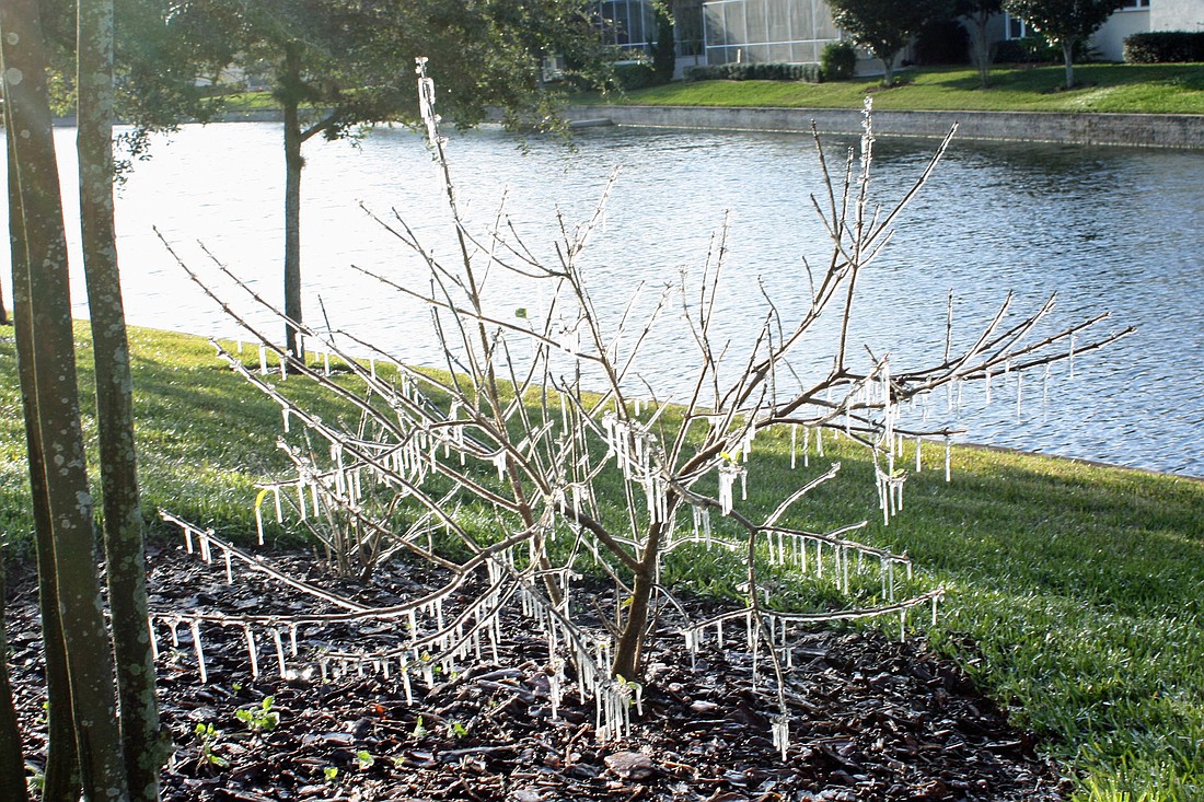 This icy tree at Grand Haven is evidence of the cold spell.