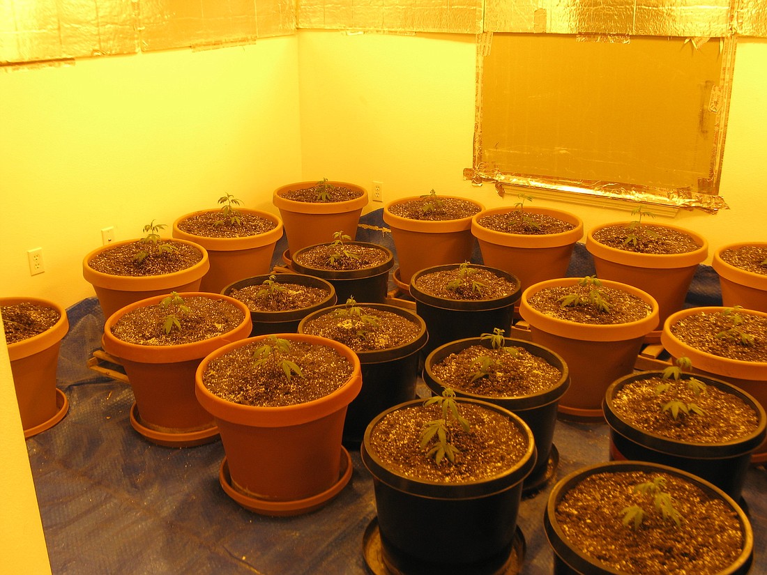 Street value of the marijuana, once matured, was estimated at $24,000.