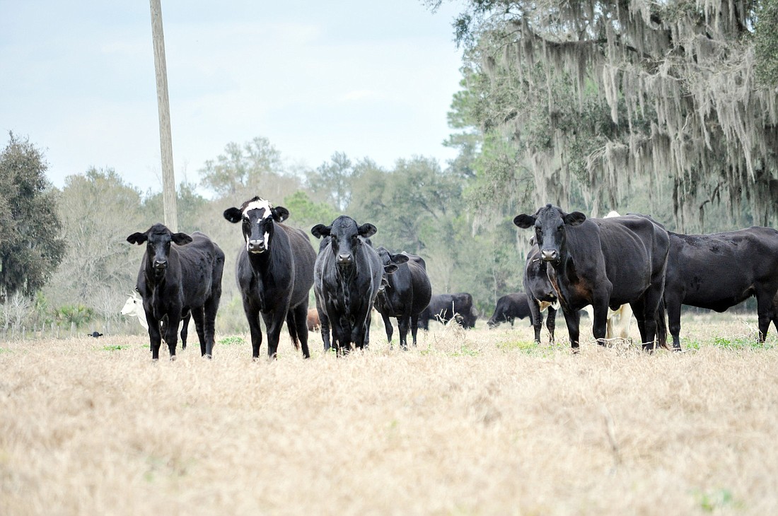 Flagler County officials went on a tour of West County Agriculture, Wednesday, Feb. 15, after its regular meeting.