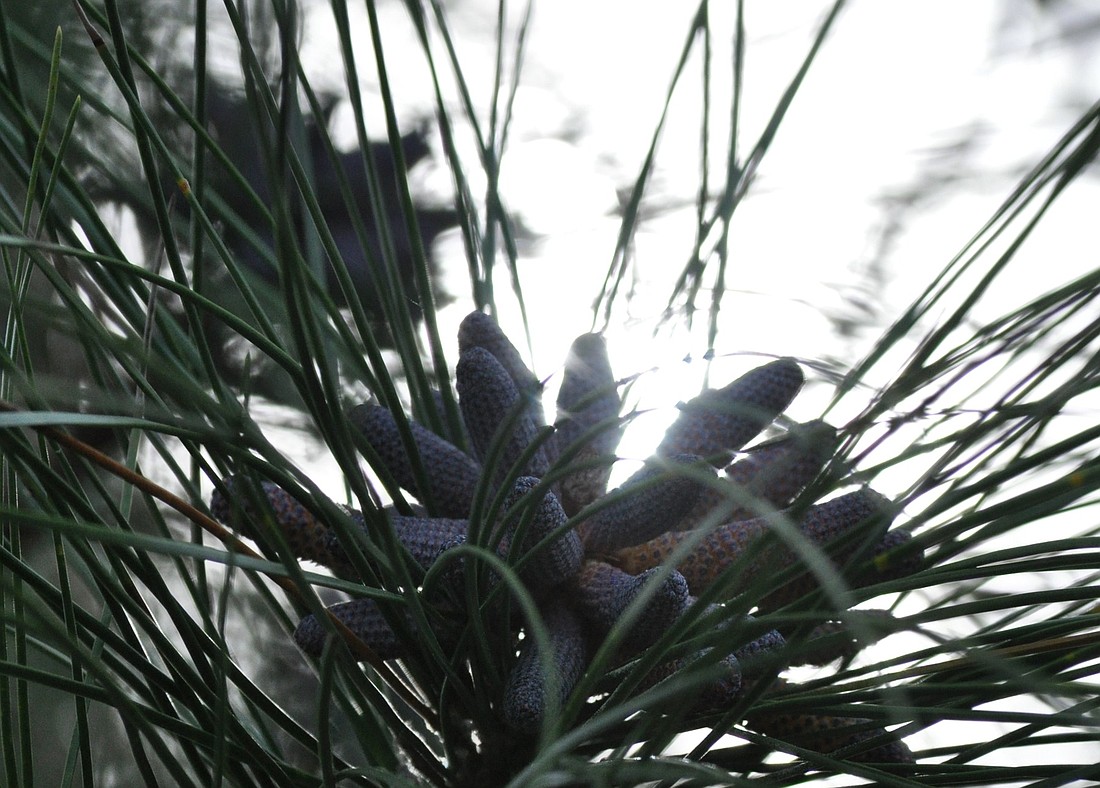 The yellow dust on your windshield is pollen from slash pines.