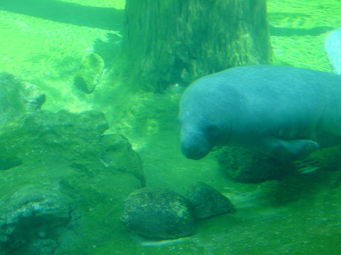 Final manatee speed-zone maps are scheduled to be approved in late April or early May.