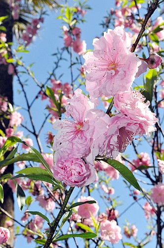 This photo of peach blossoms was taken in 2011 at Washington Oaks. PHOTO BY SHANNA FORTIER