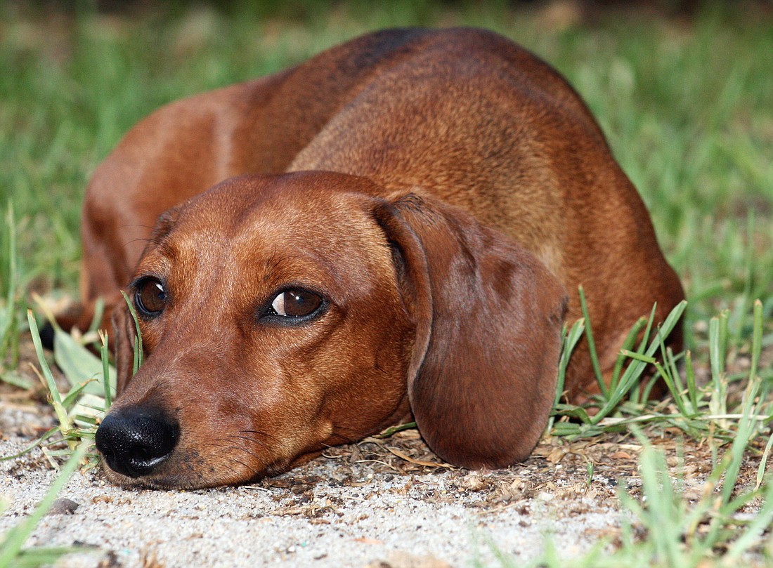 The Flagler Humane Society is asking the Palm Coast City Council to pay for the care of the strays. STOCK PHOTO