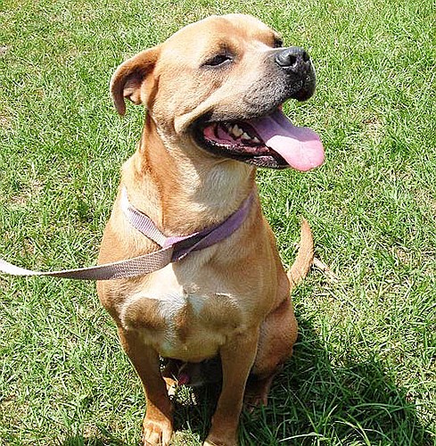 Wipeout is a 3-year-old lab mix. COURTESY PHOTOS