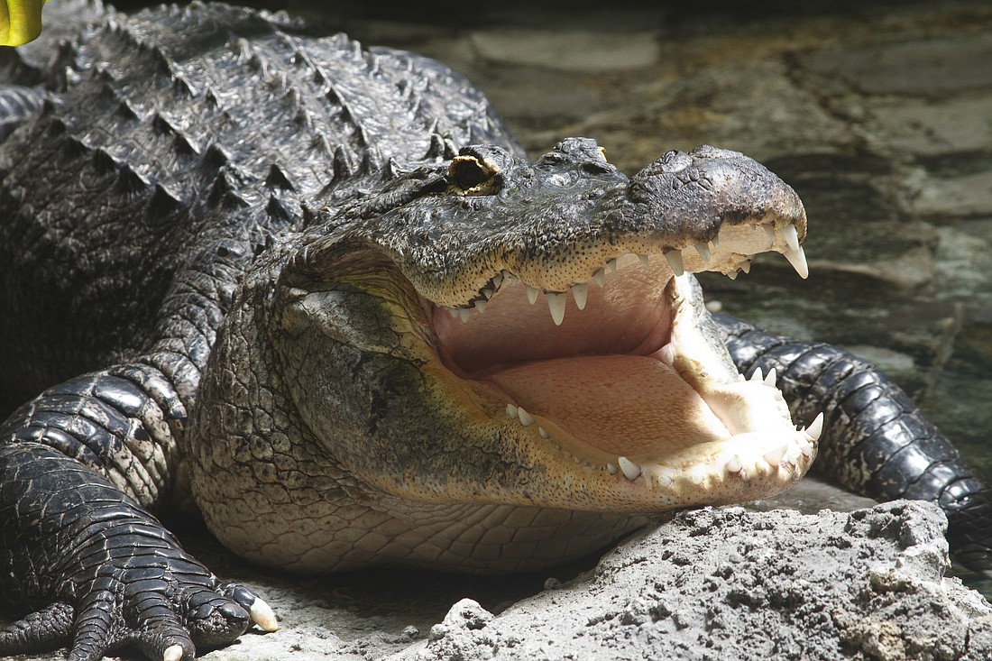 This is not the alligator that was found in the cooler. STOCK PHOTO