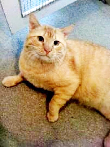 Felix is a 5-year-old tabby. COURTESY PHOTOS