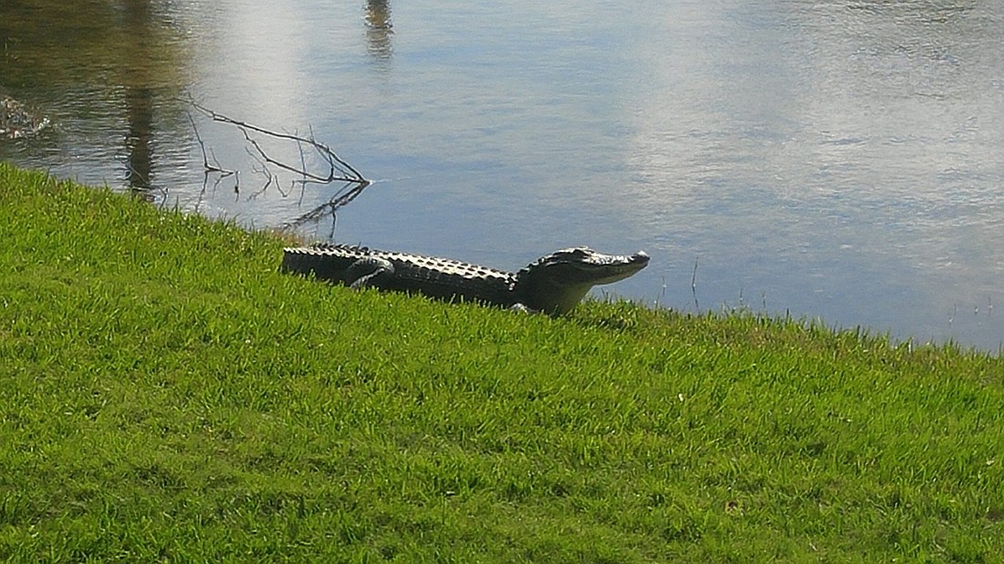 A photo of the gator courtesy of a resident who wished to remain anonymous.