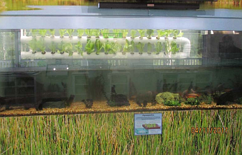 The new and improved aquaponics system at the Environmental Discovery Center (Photo courtesy of the City of Ormond Beach).