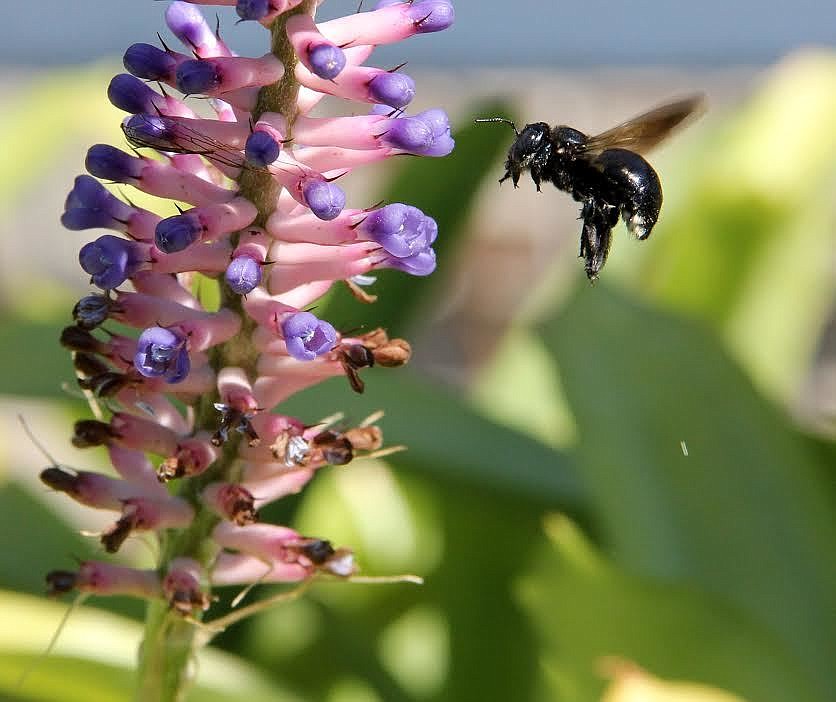 National Pollinator's Day is coming at Tomoka State Park. Photo by Jacque Estes