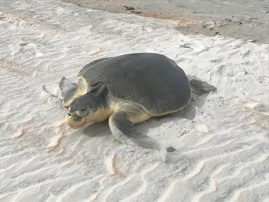 Turtles are the topic of  discussion at Gamble Rogers State Recreation Area. Courtesy photo Volusia County Turtle Patrol