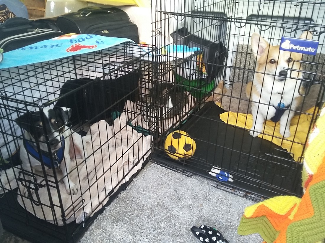 Buddy, Samantha and Kodi's crates were placed into a van for their evacuation trip. They weren't thrilled, but they were safe. Photo by Jacque Estes