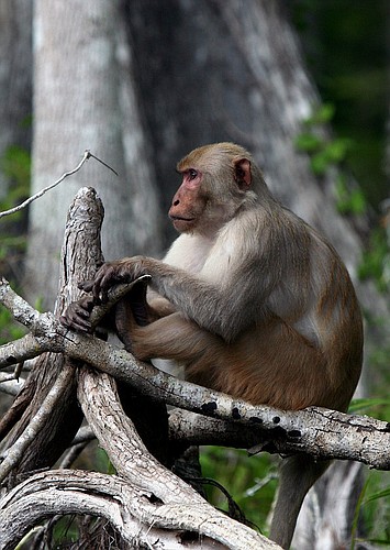 A feral rhesus macaque monkey along the banks of Silver River, Florida. The same species spotted in Port Orange. Photo courtesy of Wikimedia Commons