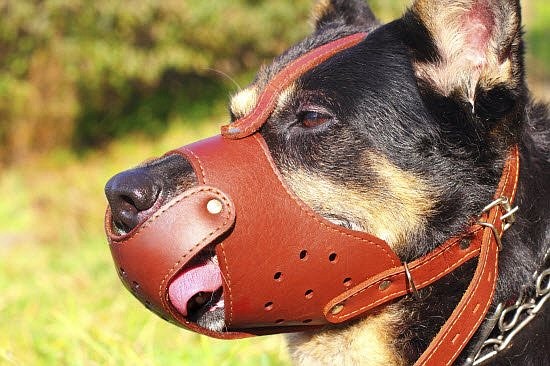 Dog muzzled with the ability to see and breath easily. Photo courtesy of National Accident Helpline Insurance Co.