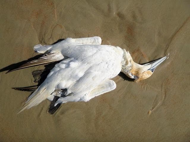 One of many dead gannets washed ashore on Ormond Beach on Feb. 19 (Photo by J. Walker Fischer).