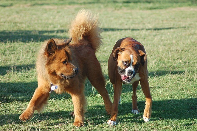 The YMCA is hoping for ECHO funds to help build a dog park in Ormond Beach.Stock photo