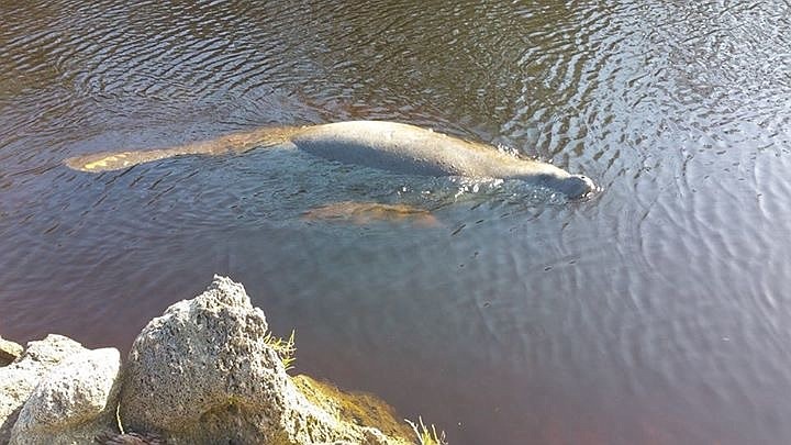 A photo Nichole Dominguez's friend took of the mom and the calf way before the rescue.