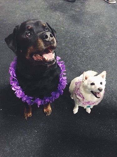 Bear and Reese were in the mood to luau (Photo by Emily Blackwood).