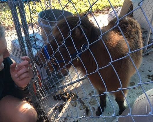 Ormond Beach Police Chief Jesse Godfrey comforted the miniature horse until his owner came to the rescue (Photo courtesy of OBPD'  s Facebook).