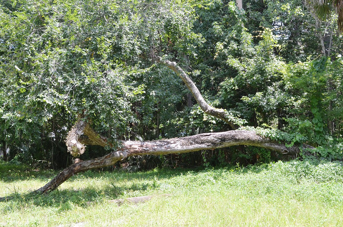A fallen tree on the site of the Ormond Central development still has green branches.. Wayne Grant