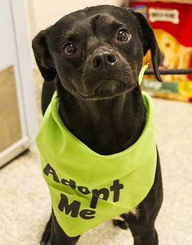 Jake, 31575239, is a 2-year-old, male, Labrador/beagle mix, available at Halifax Humane Society. Courtesy photo