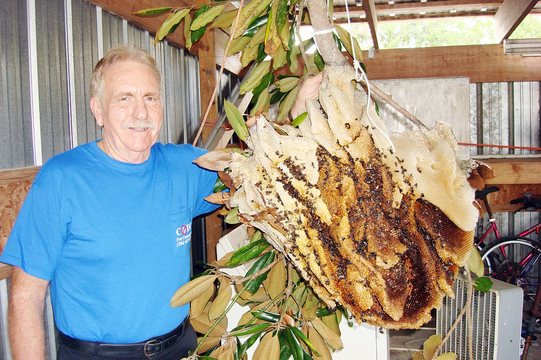 Cody Pest Control Owner John Cody holds up a honeycomb that was once inhabited by 40,000 to 50,000 honeybees.