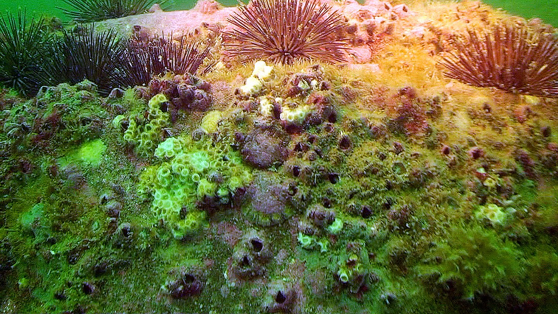 The 1,000-ton Netherton Artificial Reef was constructed in 2008. Photos from 2011 show it covered with coral and inhabited by fish.
