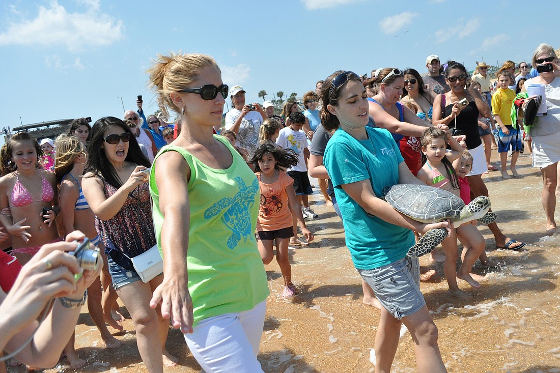 A rehabilitated sea turtle was released at the 201 Turtle Fest.